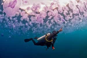 2K00NBC Diver in a bloom of jellyfishes Aurelia aurita pointing something